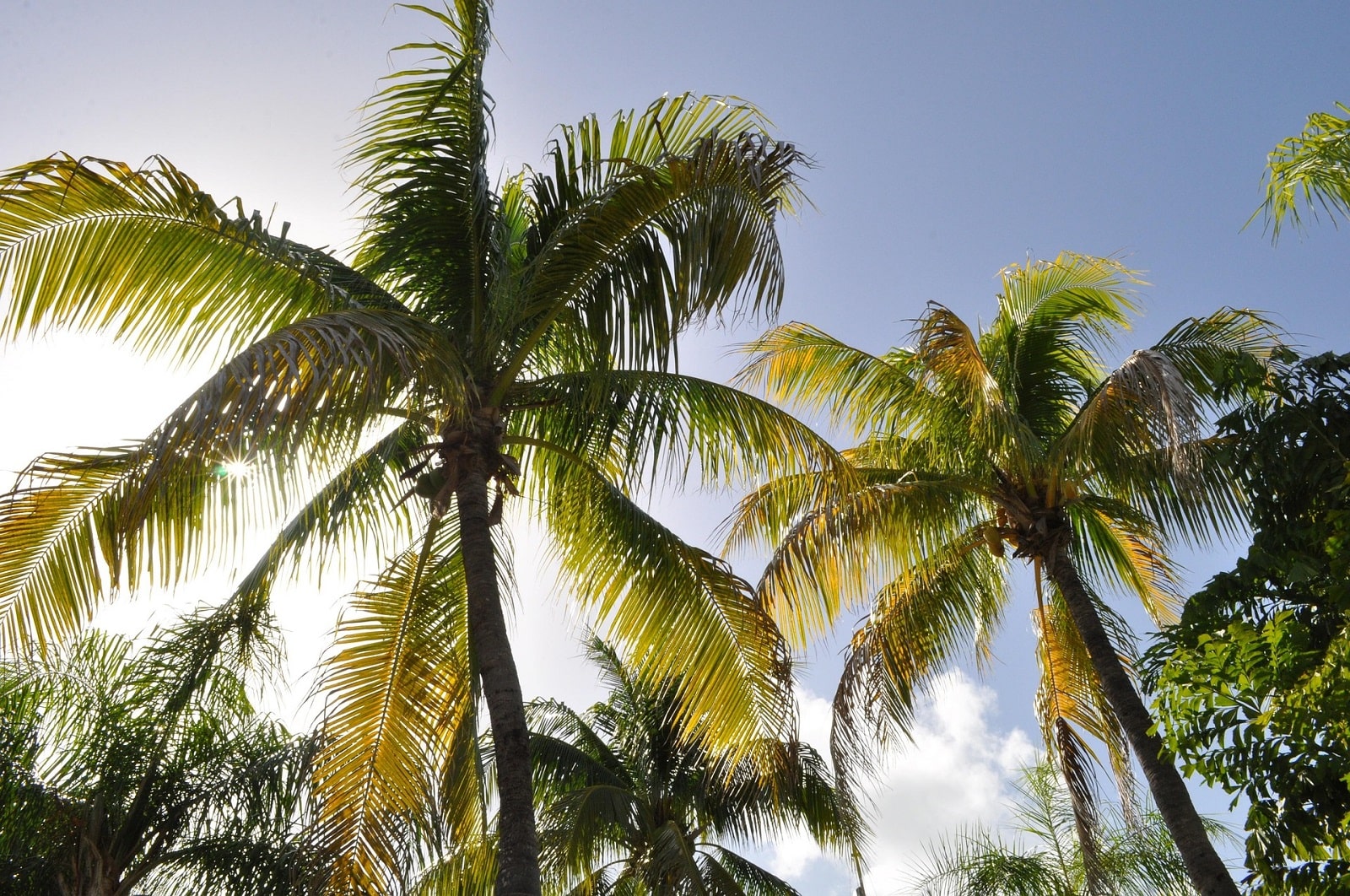 What’s the Weather Like in Punta Cana in June?